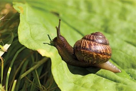 snail and slug - Students | Britannica Kids | Homework Help