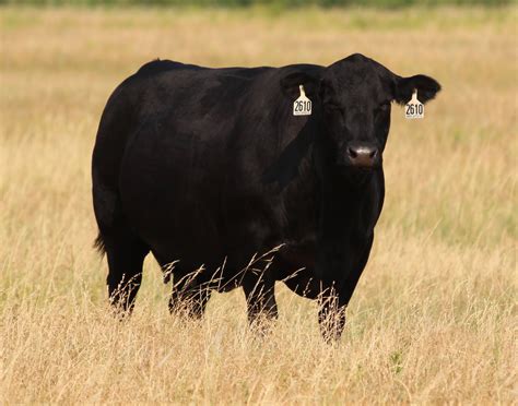 Buck Cattle Co. Blog: 12 Fall Calving Angus Cows FOR SALE!!