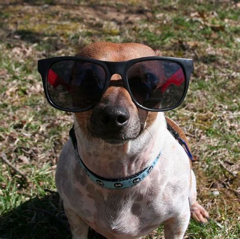 Dogs Wearing Sunglasses (65 pics)