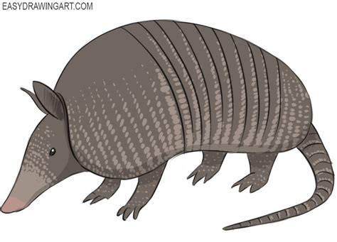 How to Draw an Armadillo - Easy Drawing Art