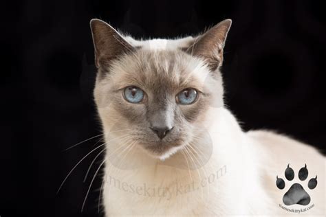 Blue Point vs. Lilac Point Siamese Cats: 10 Key Differences