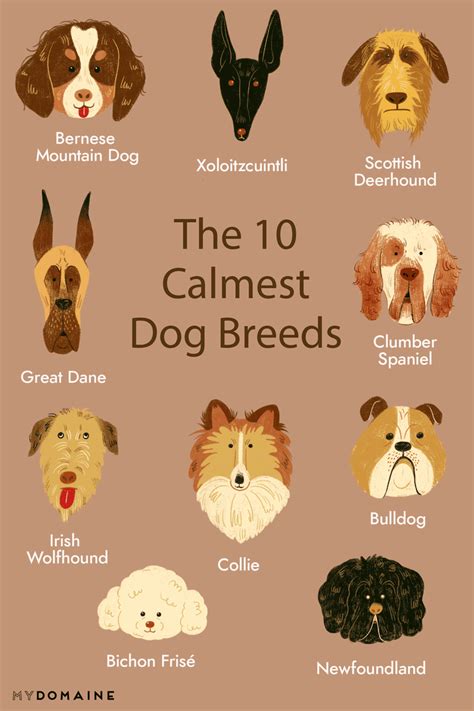 The Top 10 Calmest Dog Breeds Perfect for New Pet Owners with Kids Calm ...