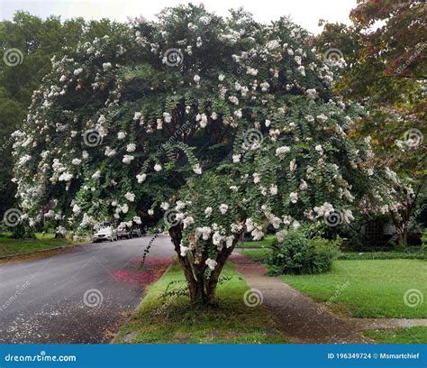 White crepe myrtle stock photo. Image of beauty, leaves - 196349724