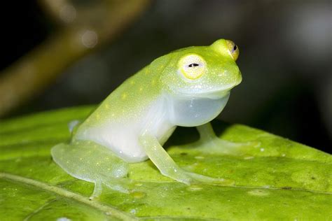 Fleischmann's glass frog Photograph by Science Photo Library