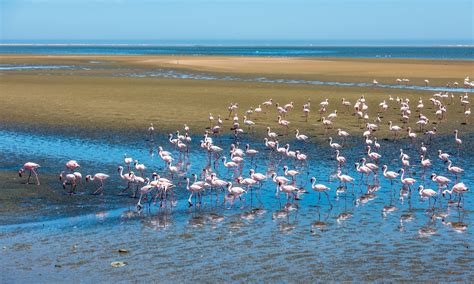 Croisière sur le lagon de Walvis Bay -Namibie en Liberté