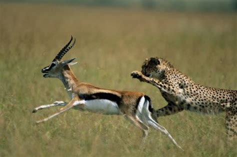 prey Archives - Cheetah Conservation Fund Canada