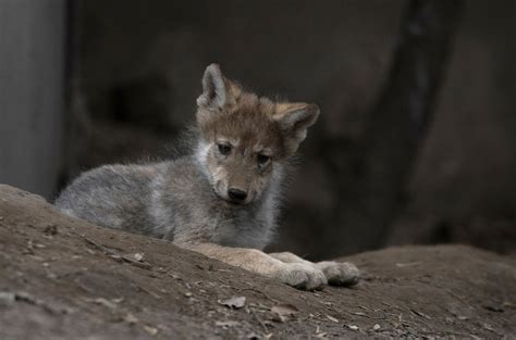 Newborn Gray Wolf Pups