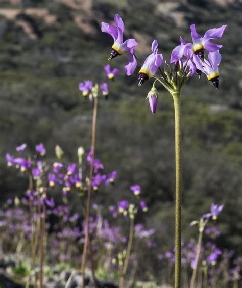 Best Places To See Wildflowers in Orange County California - SoCal ...