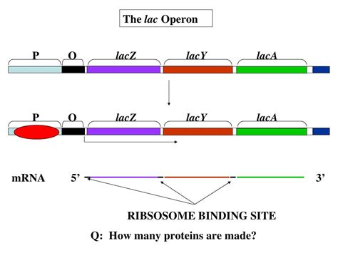 Polycistronic gene