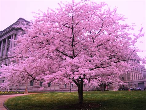 Free photo: Cherry Blossom Tree - Blooming, Blossoms, Cherry blossom ...