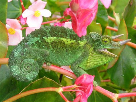 Chameleon Facts for Kids | How Do Chameleons Change Color?