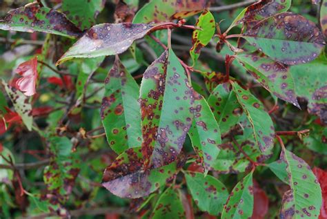 Prevailing landscape disease; Entomosporium Leaf Spot on woody ...