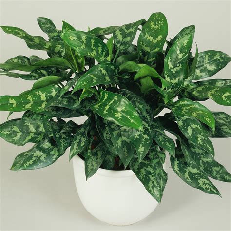 10 Best Houseplants for Low Light - Sunset Magazine