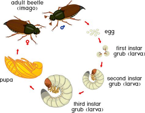 Life Cycle Of The Dung Beetle Illustrations, Royalty-Free Vector ...