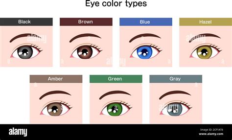 Human pupil eyeball variations / eye color types illustration Stock ...