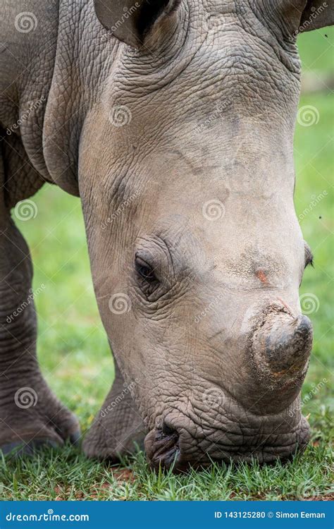 Close Up of a Baby White Rhino Stock Photo - Image of ceratotherium ...