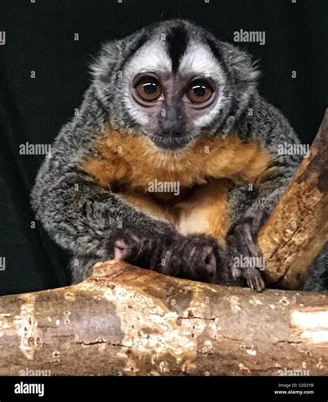 Owl monkey 2 Stock Photo - Alamy