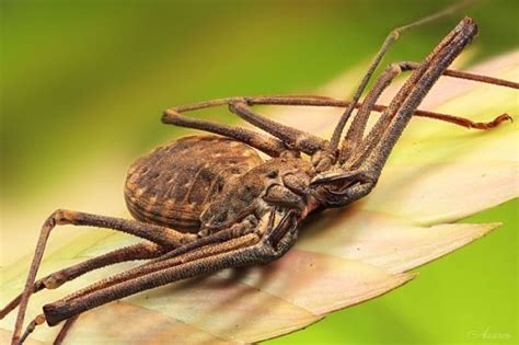 Amblypygi | Animals