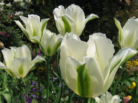 Tulip 'Spring Green' - Riverside Garden Centre