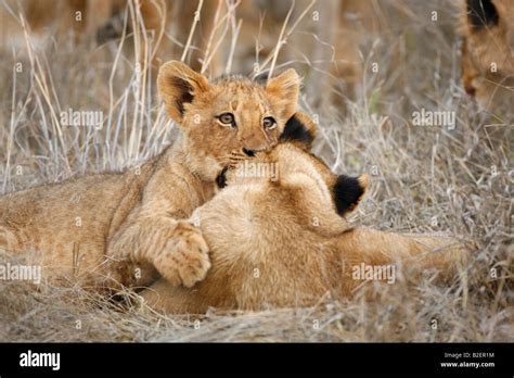 Lion cubs playing Stock Photo - Alamy