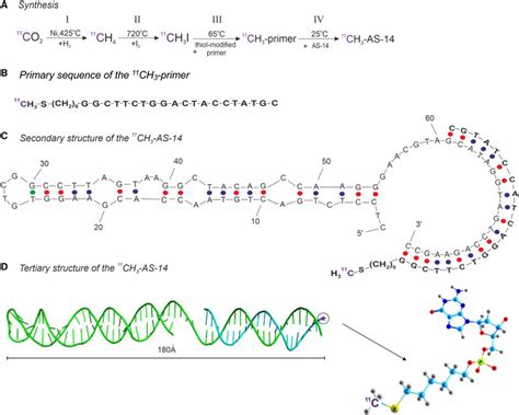 Synthesis of the 11 C-labeled aptamer (A) Synthesis of the 11 CH 3 ...