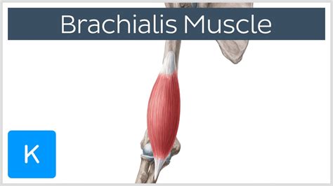 Brachialis Muscle Anatomy Overview - Human Anatomy | Kenhub - YouTube