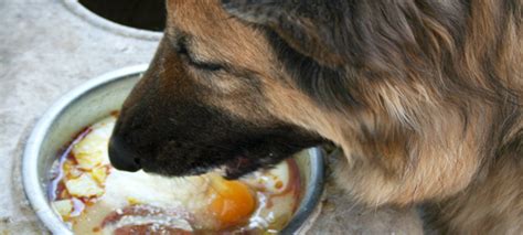 Can Dogs Safely Eat Raw Eggs? - Leashes Optional