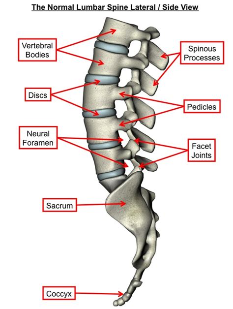 Spine Dragon - Spine Basics: Anatomy