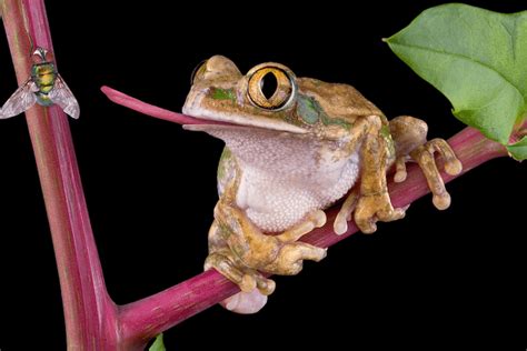 What Do Frogs Eat? Feeding Chart, Food List & Diet - More Reptiles