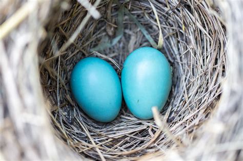 Bird Nest Blue Eggs - Free photo on Pixabay - Pixabay