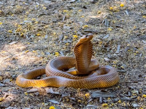 Cape Cobra (Naja nivea) from the Western Cape, South Africa ...