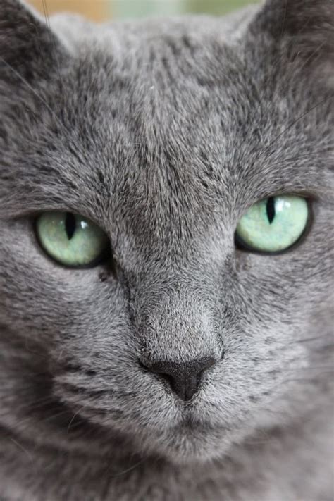 Cat Breeds With Blue Eyes And Grey Fur - Pets Lovers