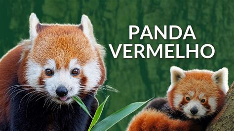 PANDA-VERMELHO! QUE ANIMAL É ESSE? COMO ELE VIVE? O QUE COME? É PARENTE ...