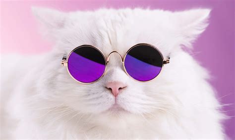 Download Funny Cat Memes White Cat Purple Sunglasses Picture ...