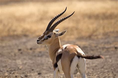 Thomson’s Gazelle Facts - Speed, Habitat, Diet & More