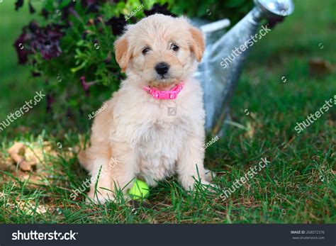 Fluffy Little Miniature Poodle Mix Puppy Stock Photo 268072376 ...