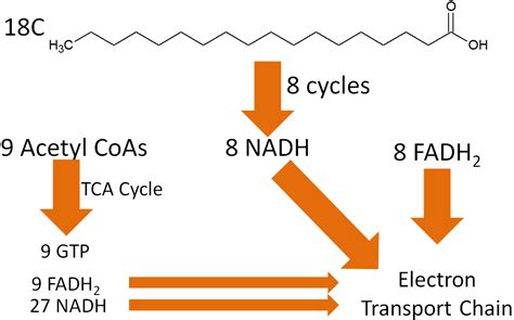 6.32 Fatty Acid Oxidation (Beta-oxidation) | Nutrition Flexbook