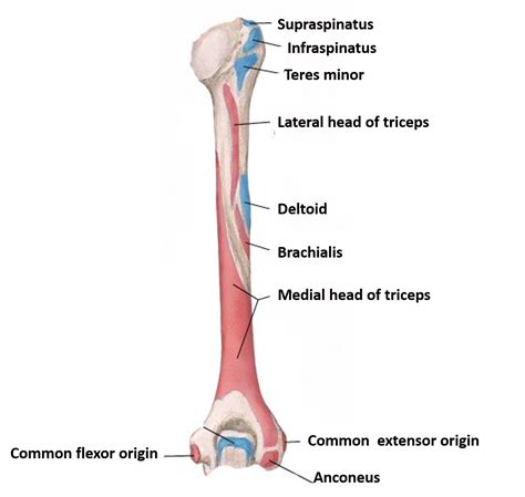 Humerus – Anatomy QA