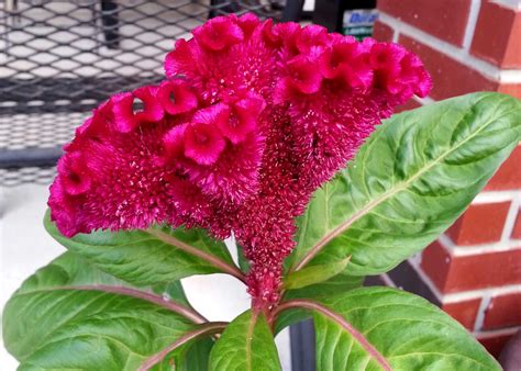 Celosia an annual plant that reproduces well - San Antonio Express-News