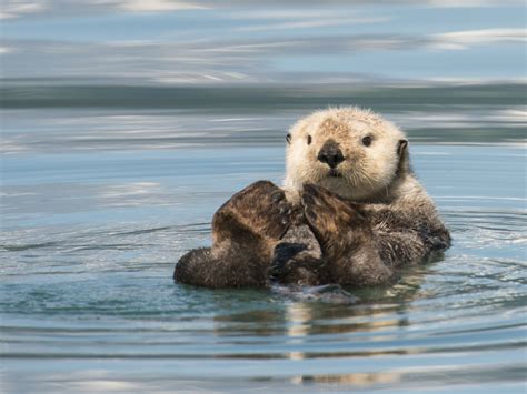 Sea Otter Habitat Range