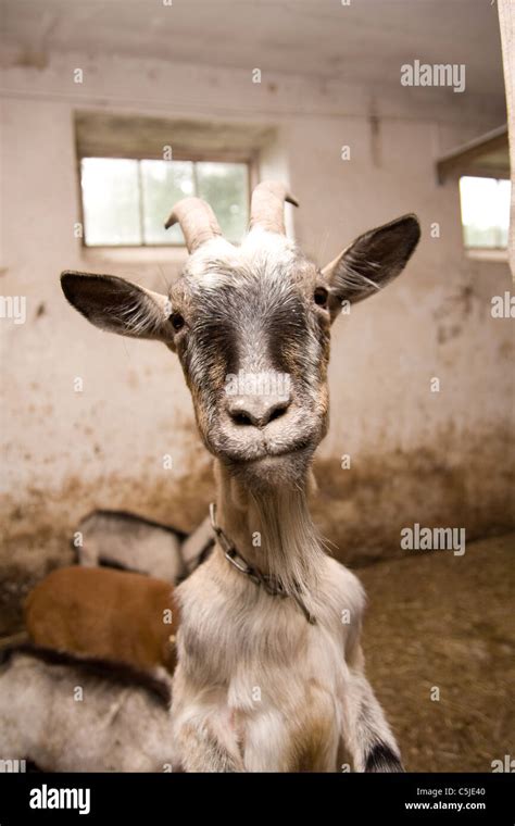 Funny Goat Pictures | YES Dezain