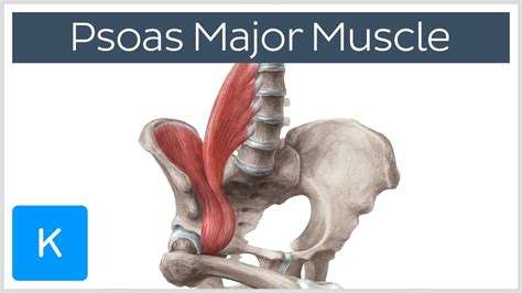 Psoas Major Muscle - Origins, Innervation & Action - Anatomy | Kenhub ...