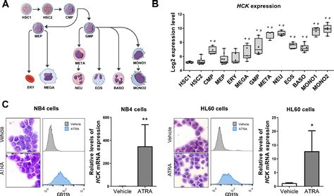 Comprehensive analysis of the HCK gene in myeloid neoplasms: Insights ...