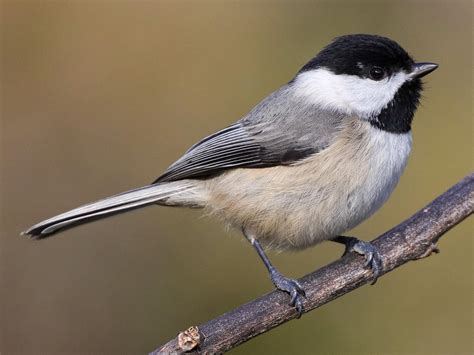 Carolina Chickadee - NestWatch