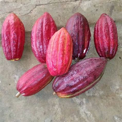 Jual terbaru jual buah kakao caco buah kakao segar buah coklat cokelat ...