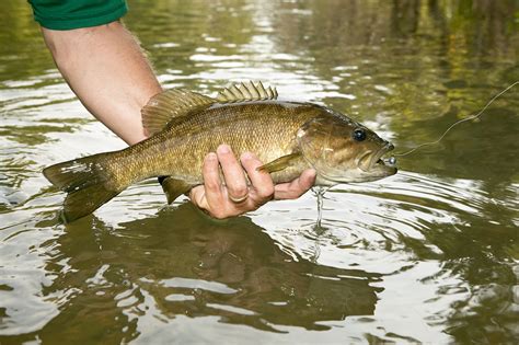 Largemouth Bass vs Smallmouth | Outdoor Life