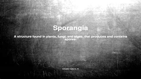 Medical vocabulary: What does Sporangia mean - YouTube