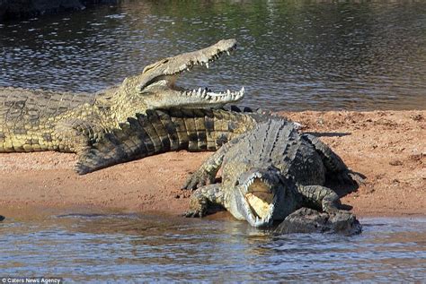 Zebra dodges crocodile's jaws by inches and then kicks it in the face ...