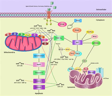 A schematic summary of PTEN function in induction of... | Download ...