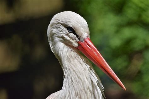 Birds With Long Pointed Beaks | The Garden and Patio Home Guide